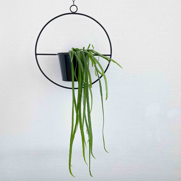 Plant pot - HANGING GARDEN - Decorative ring with flower pot | adorist.